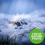Overall winner of Czech Nature Photo 2019