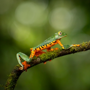 Amphibians