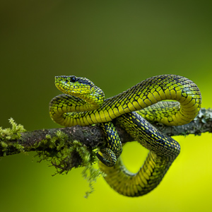 Reptiles