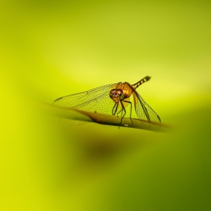 Insect