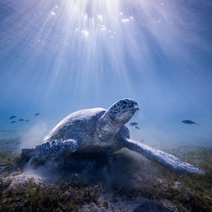 Underwater