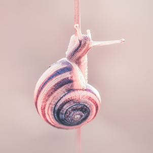 Invertebrate