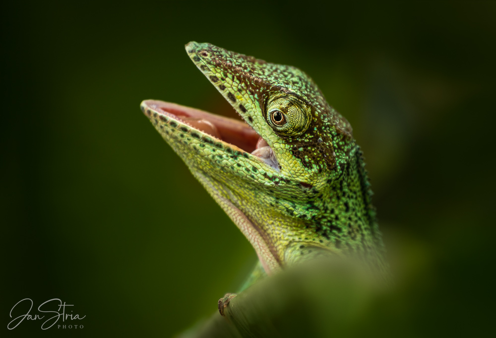 Anolis Garmani
