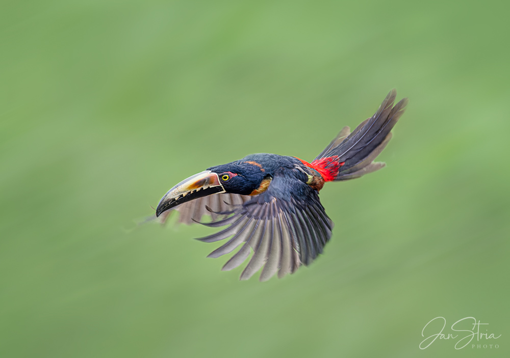 Collared aracari