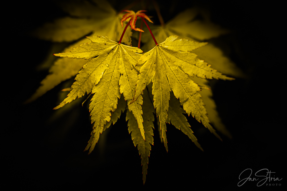 Autumn colors