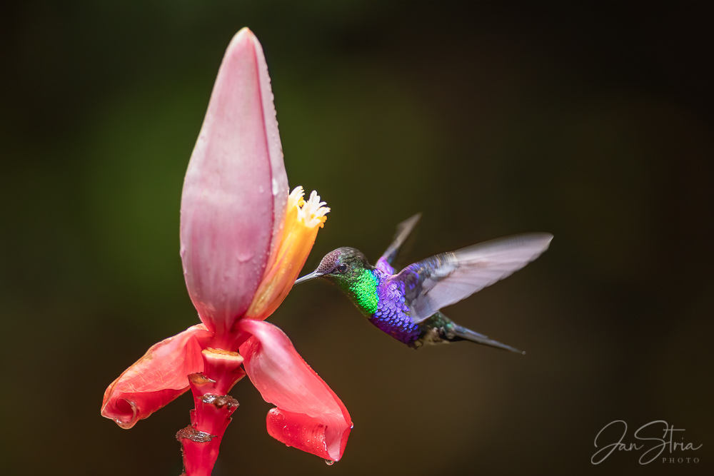 Colors in Nature