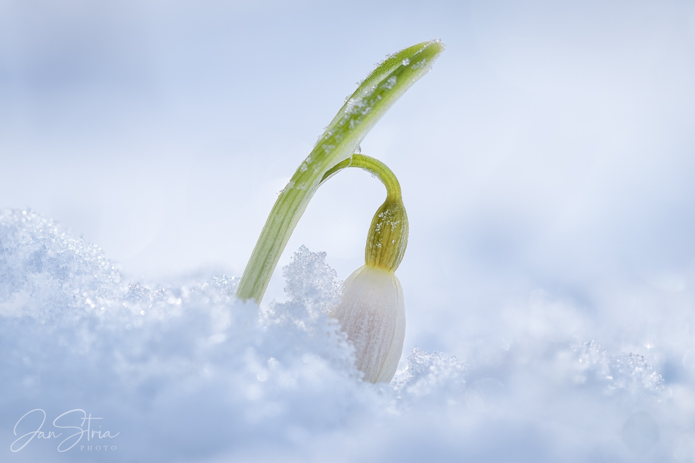 Spring Snowflake