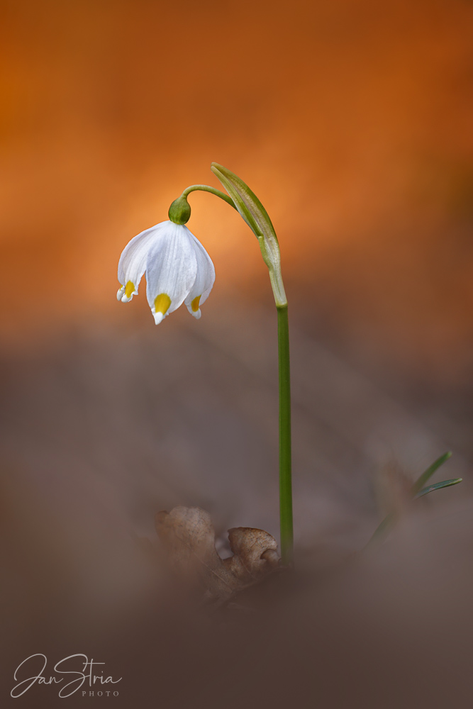 Spring Snowflake