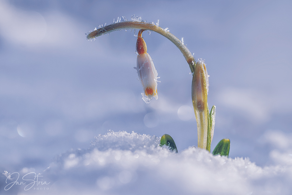 Spring Snowflake