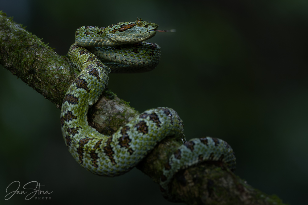 Bothriechis supraciliaris