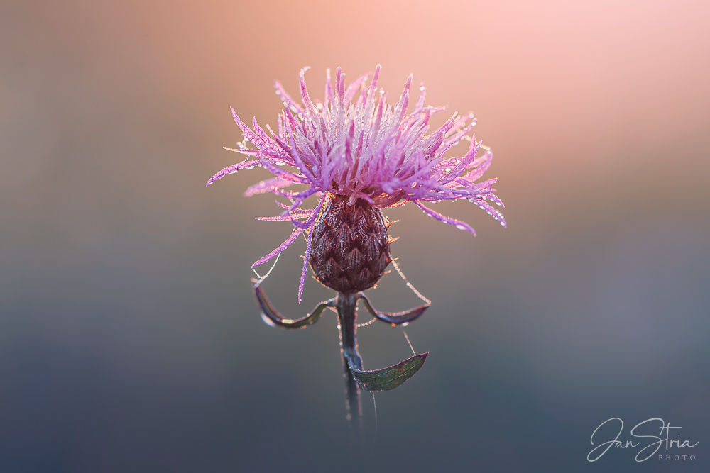 Chrpa třepenitá / Centaurea phrygia