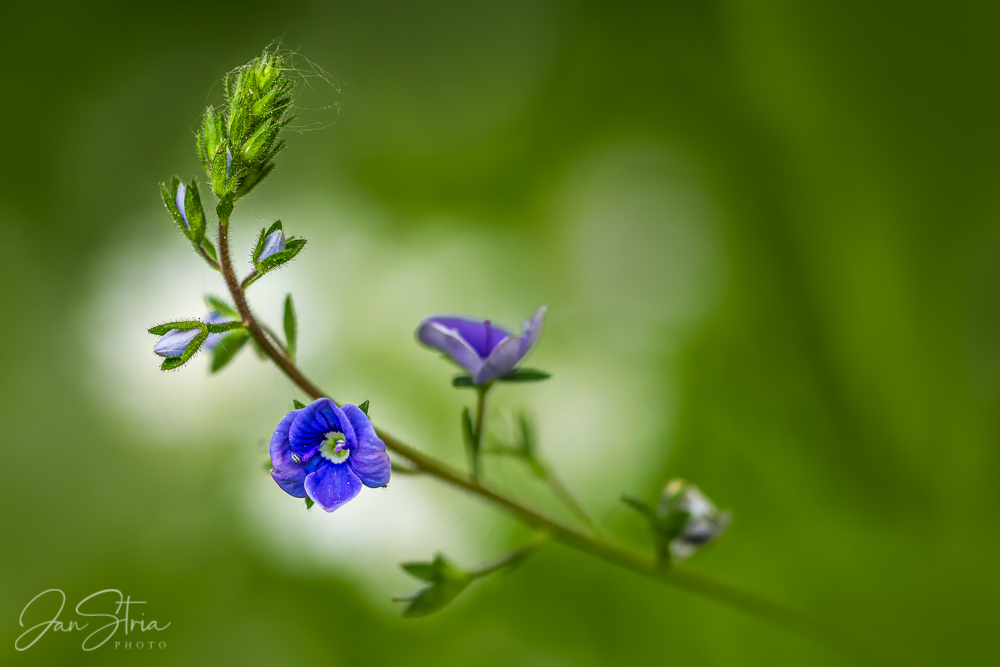 Violet and Green