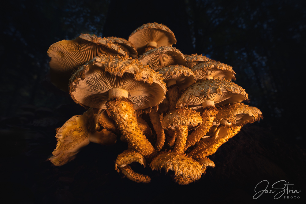 Houbové království