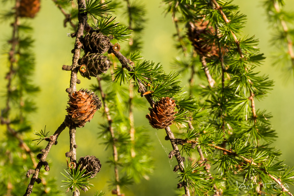 Spring Pine
