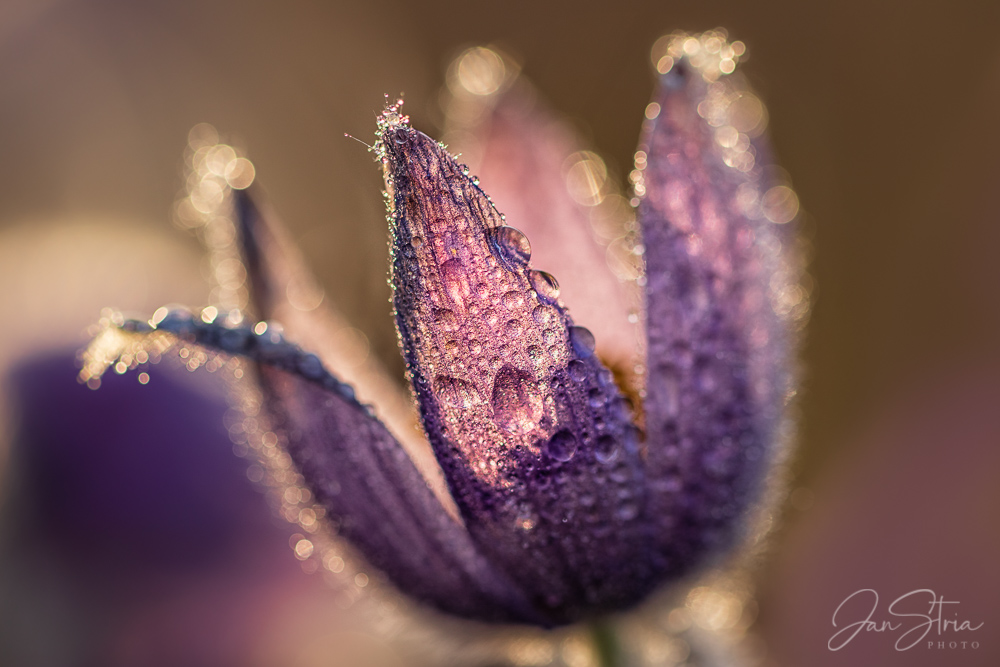 Spring Detail
