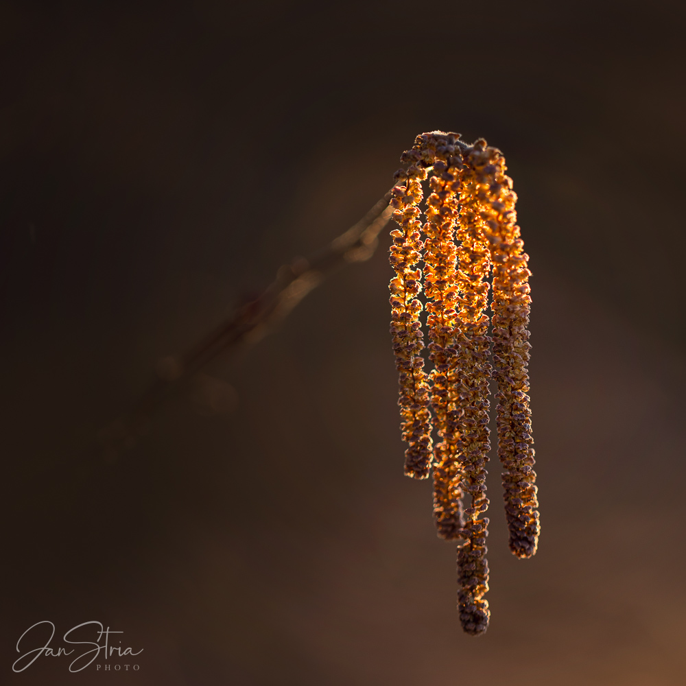 Spring detail