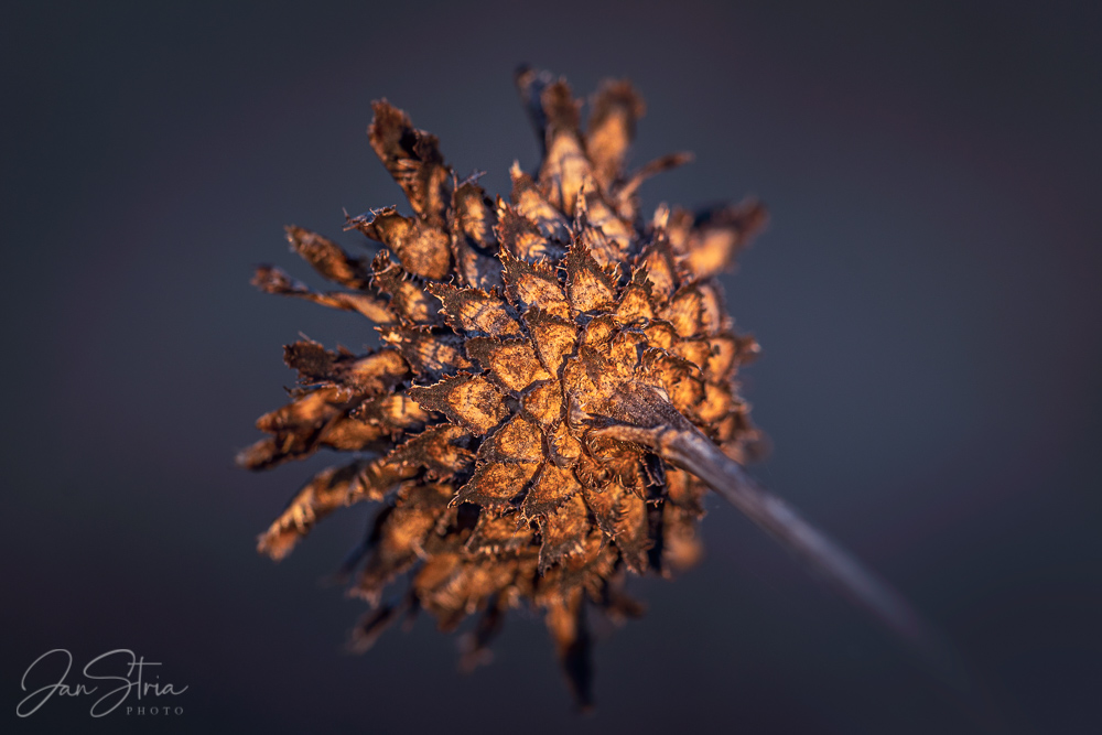 Spring detail