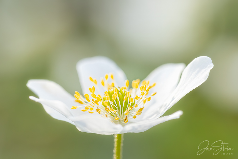 Spring Fragility