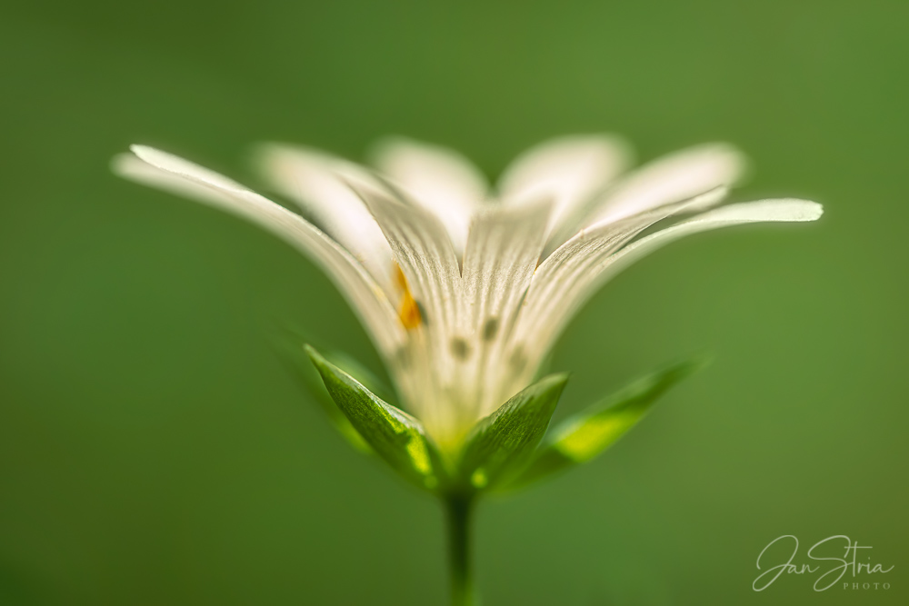 Spring Macro
