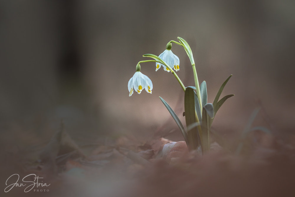 Spring tenderness