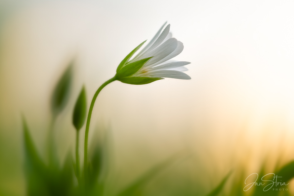 Spring Poetry