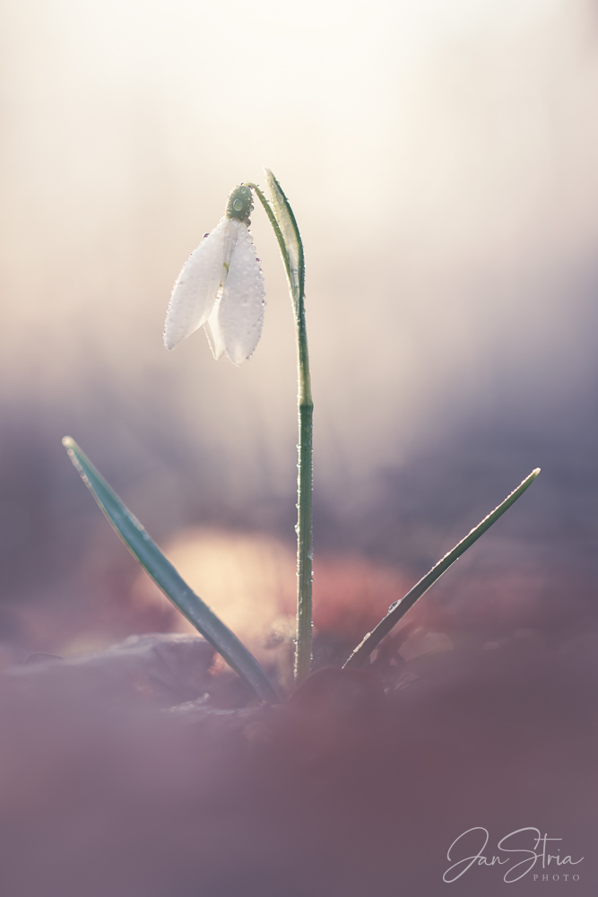 Joy of Spring