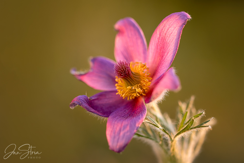 Spring Romance
