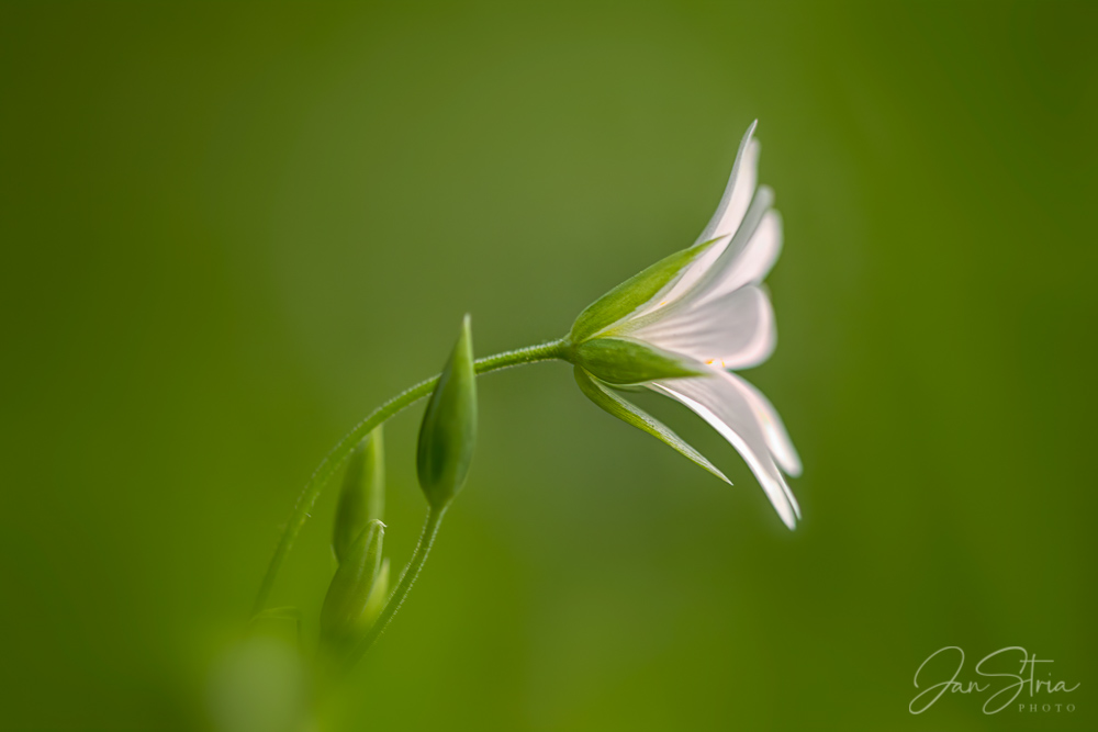 Spring Freshness