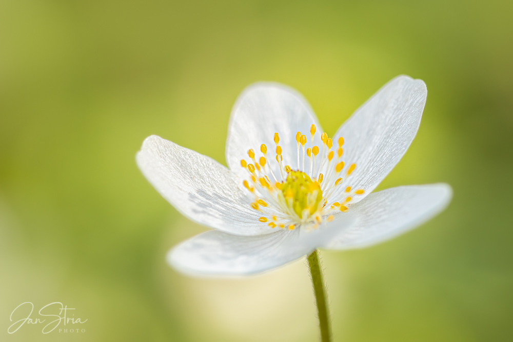 Spring Softness