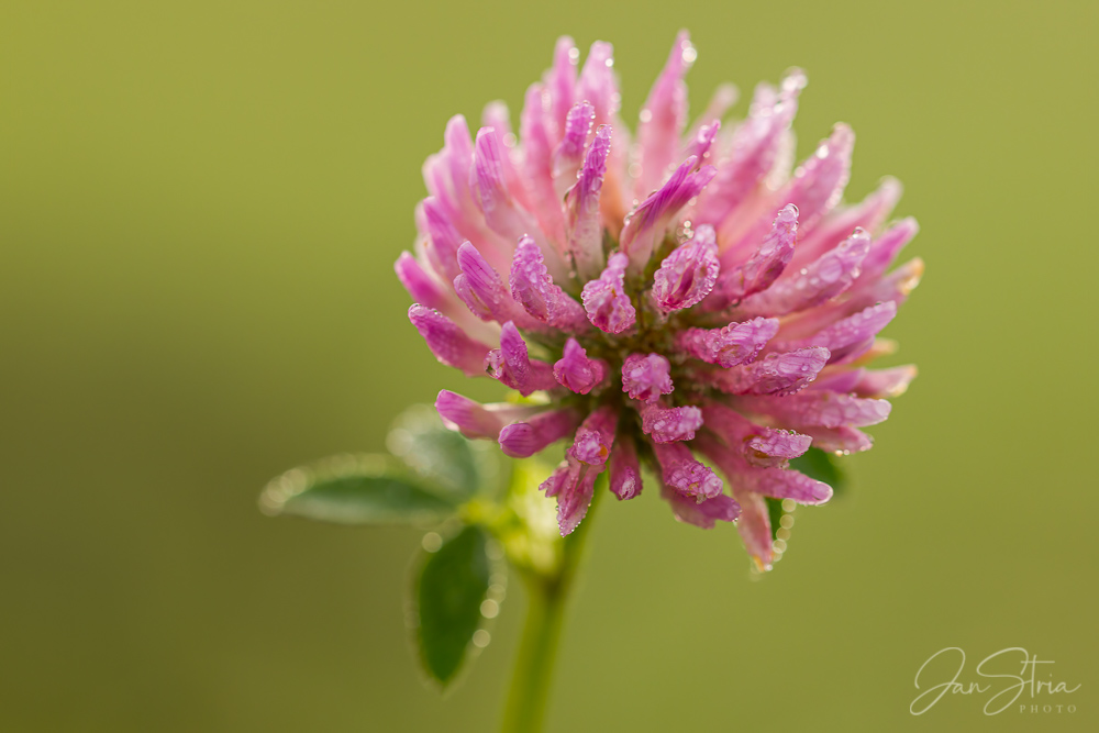 Red Clover