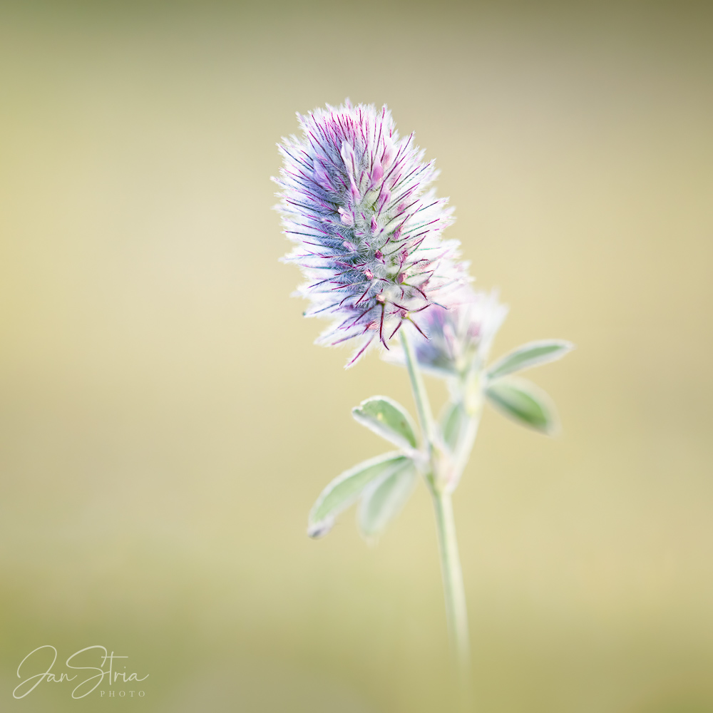 Rabbitfoot Clover