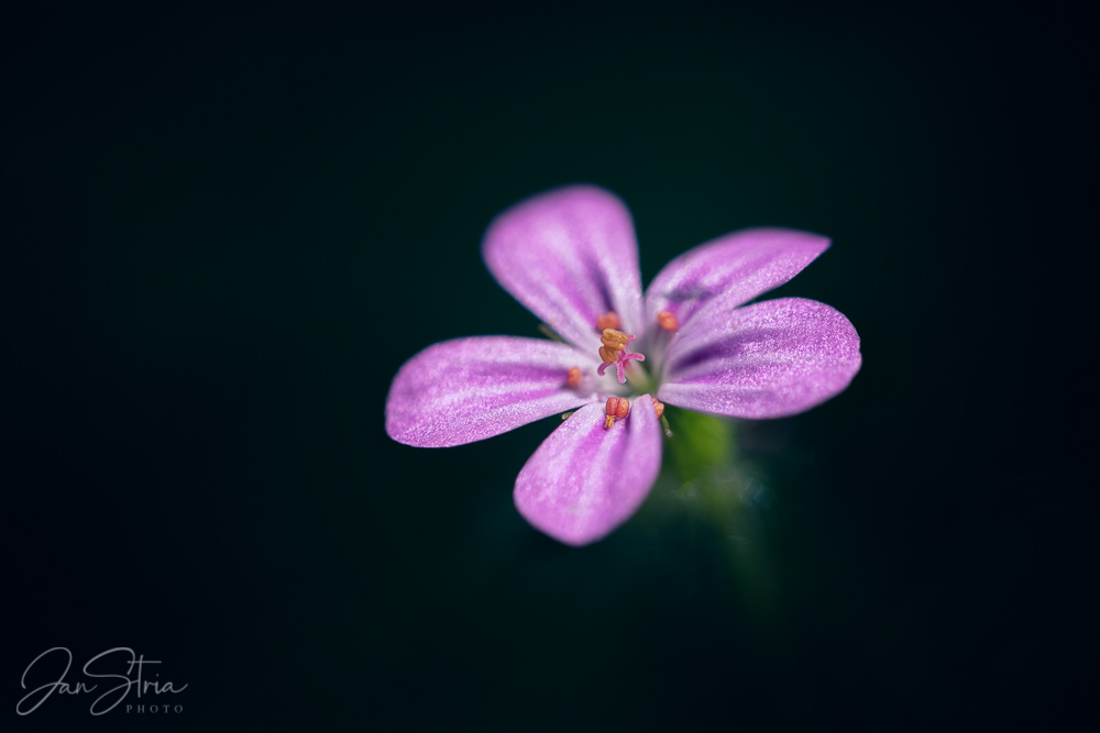 Roberts geranium