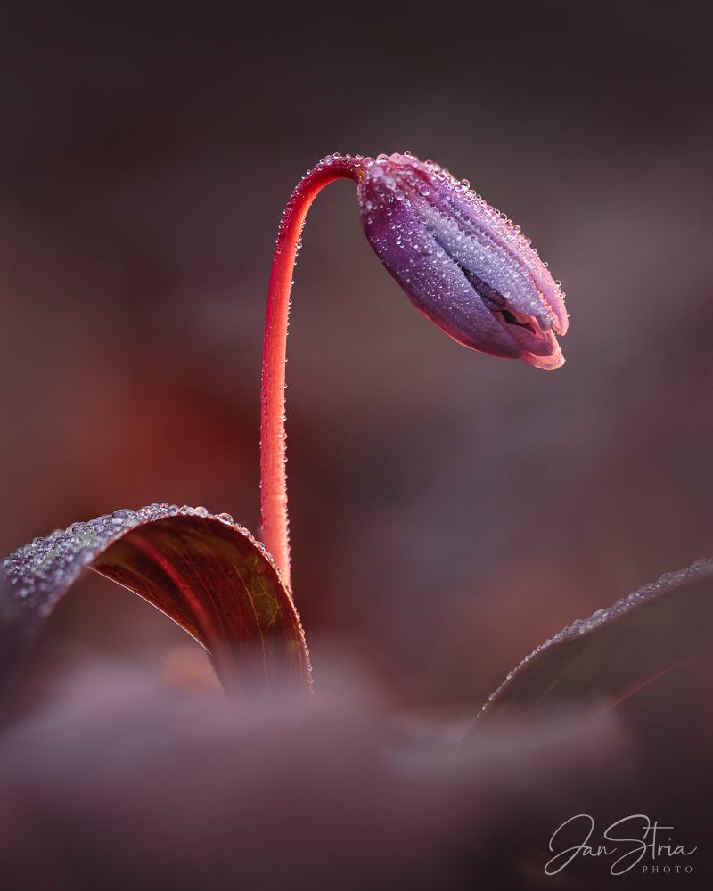 Dogtooth violet