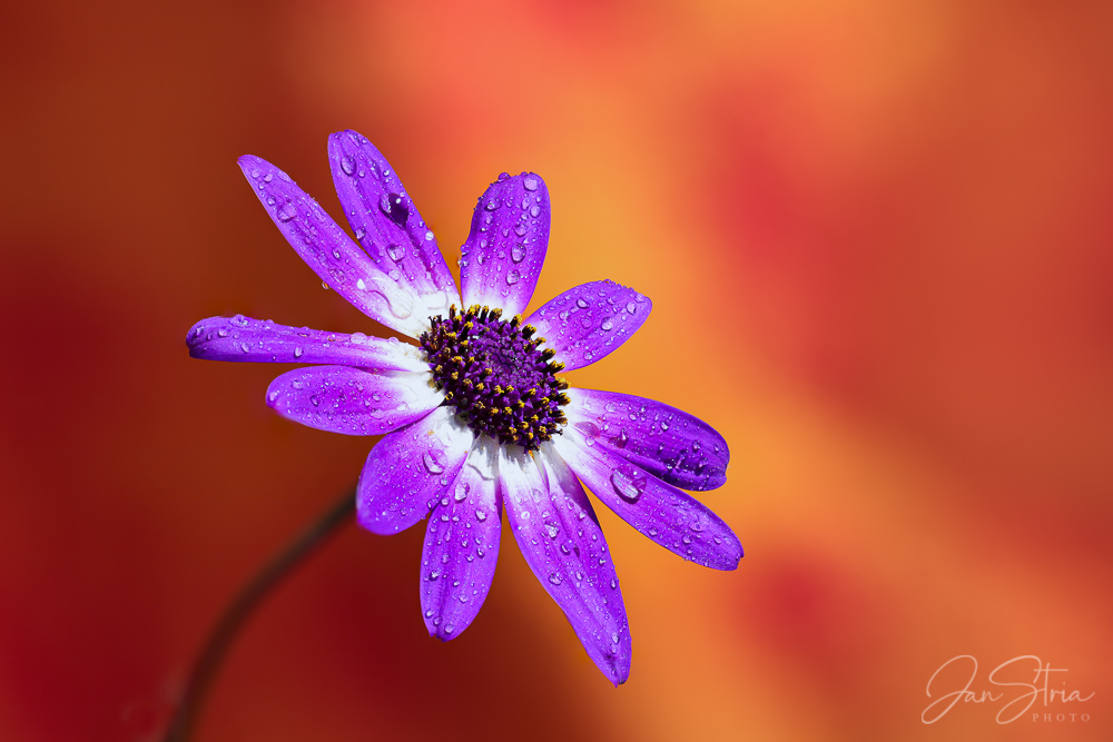 Covered in Droplets