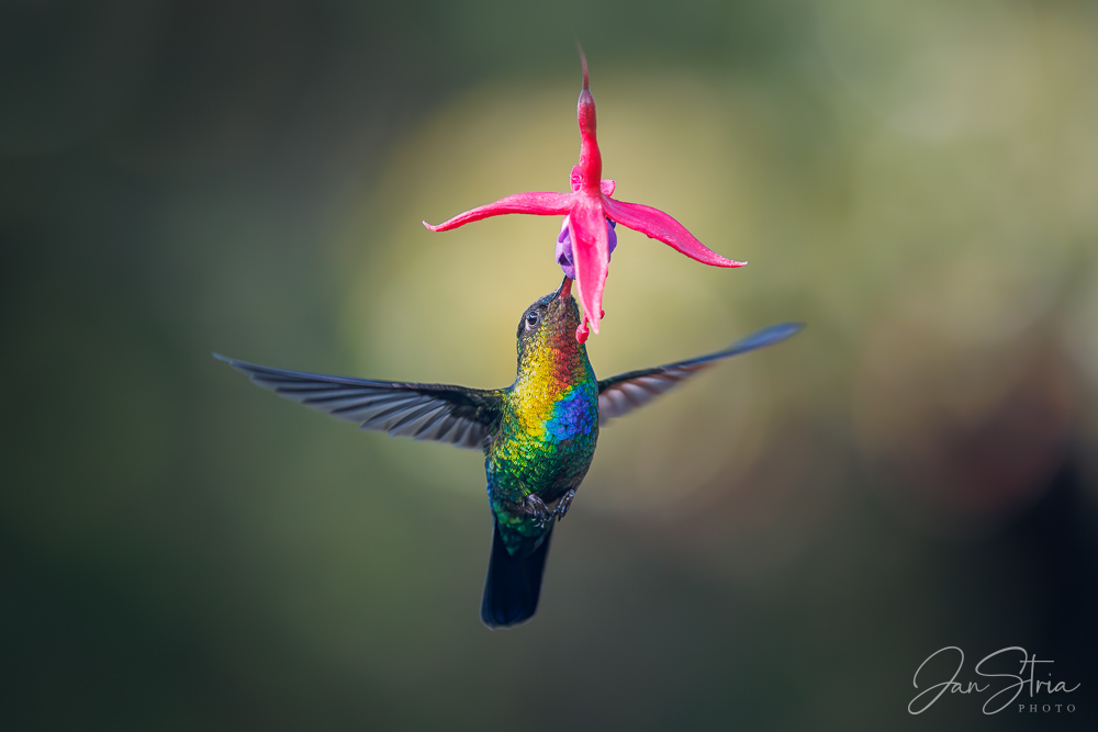 Kolibřík ohnivobradý