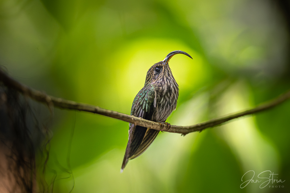 White-tipped sicklebill