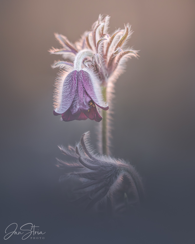 Small Pasque Flower