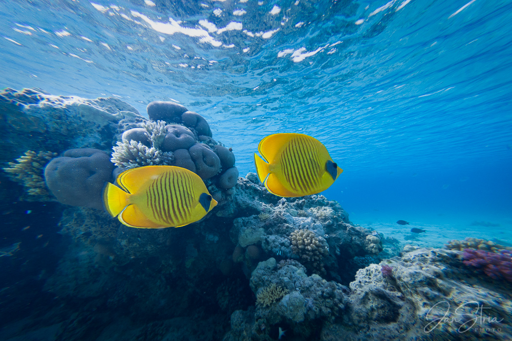 Contrast Underwater