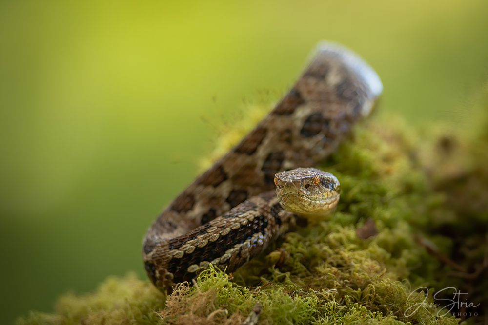 Costa Rica Montane Pitviper