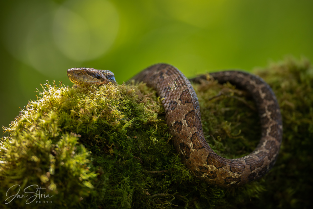 Costa Rica Montane Pitviper