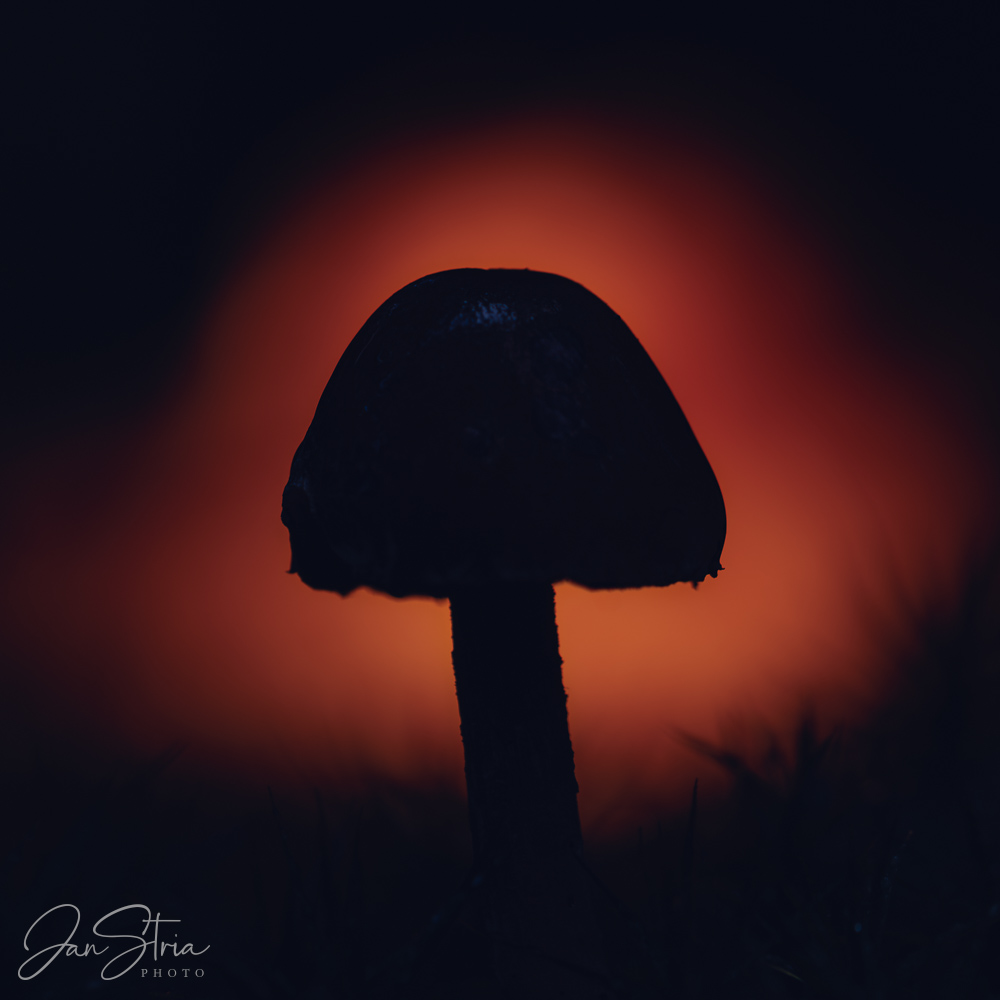 Forest Magic
