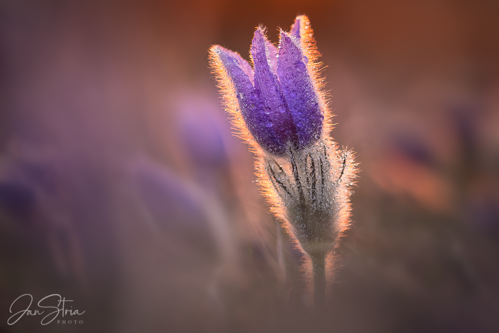 Fragile Spring Beauty