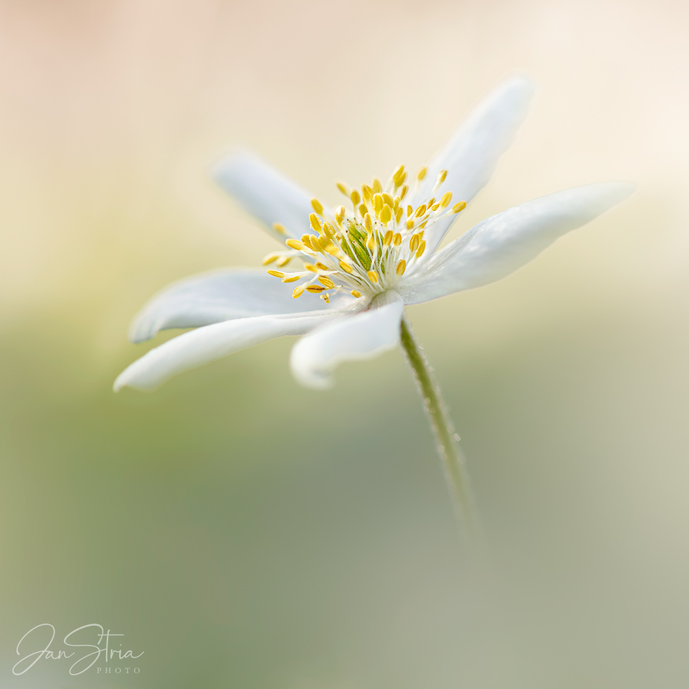 Frafile beauty
