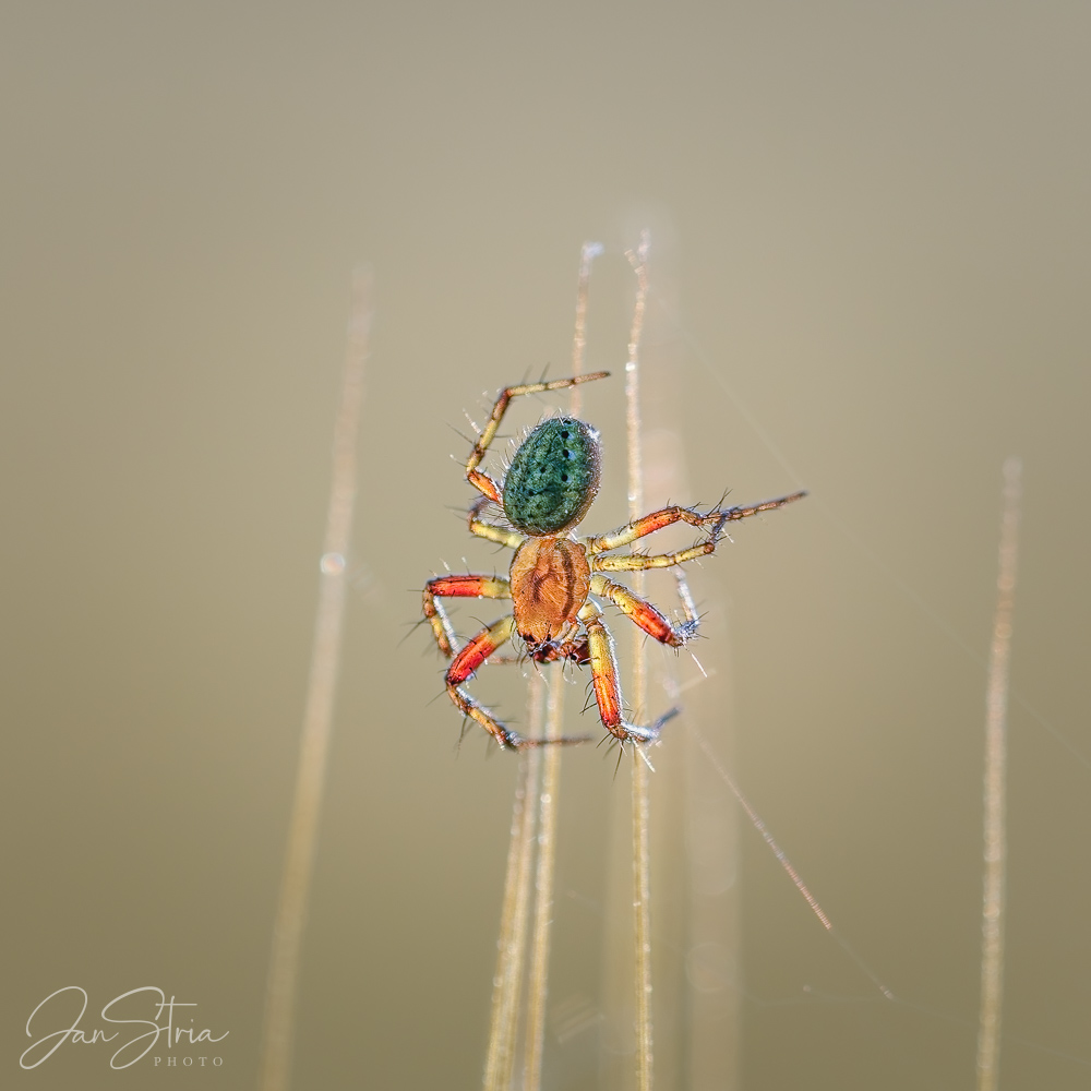 Araniella opisthographa
