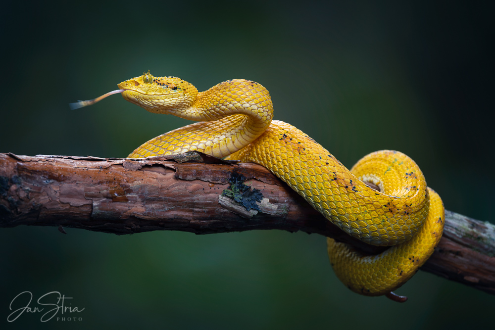 Eyelash viper