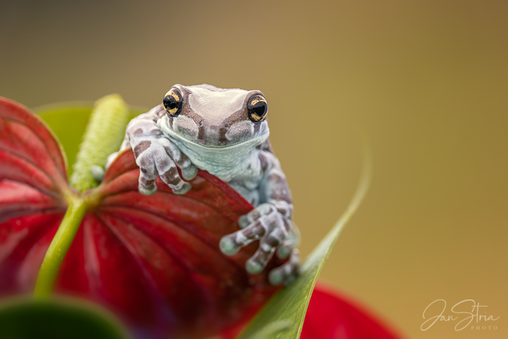 Hey