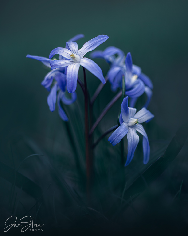 Lucile´s glory-of-the-snow