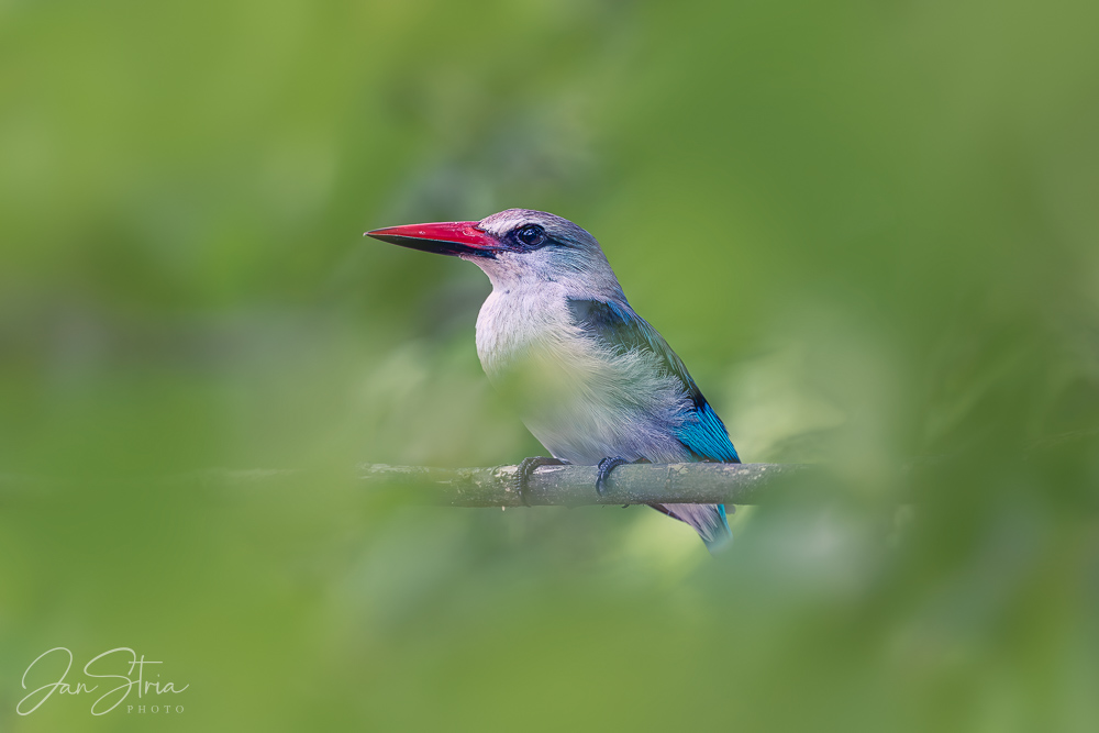 Ledňáček senegalský