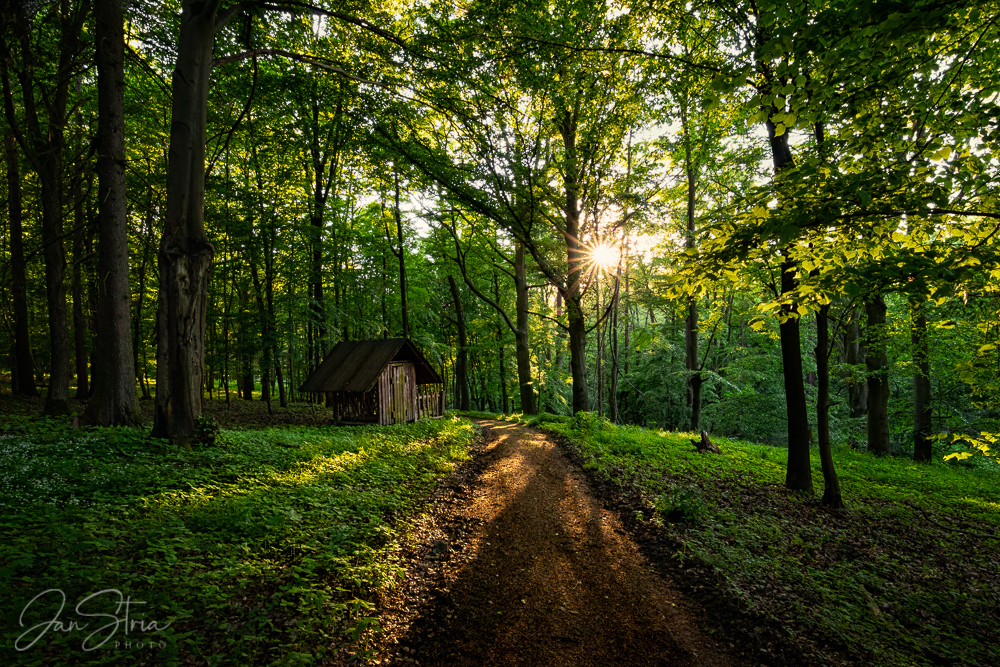 Forest Kingdom