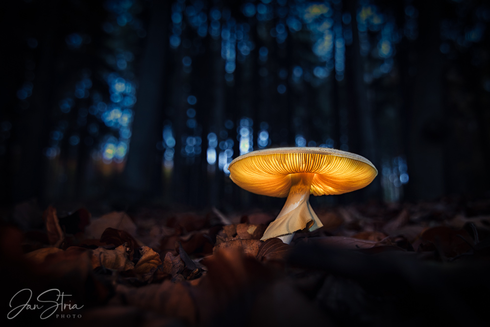 Forest Lamp